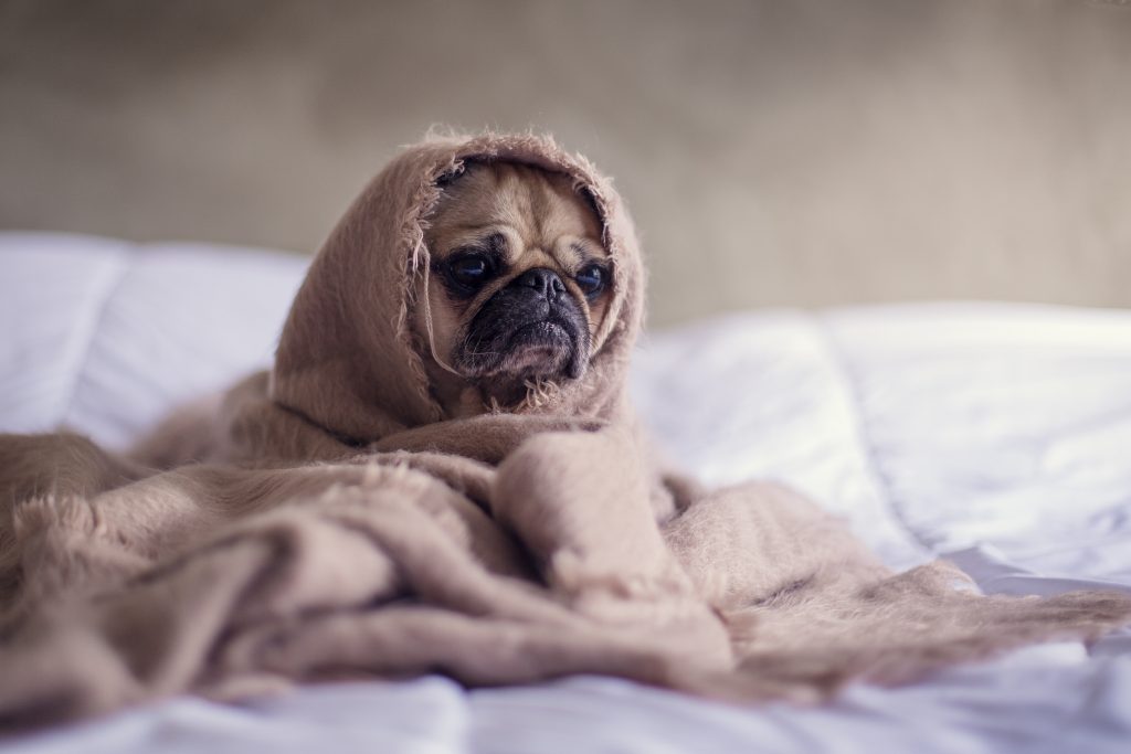 Balancing the Immune System