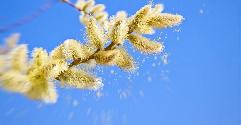Natural Support for Seasonal Allergies