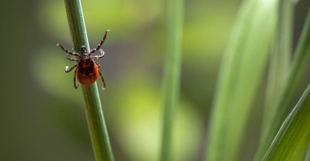 How to Protect Yourself from Ticks and Lyme Disease
